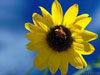 Success in Dating - Learn how to find, attract, and interact with potential partners.